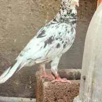 کفتر سار هفت رنگ