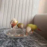 گرینچک
