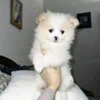 سگ پامرانین