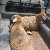 ارسال رایگان گوسفند زمانتی زنده قپان