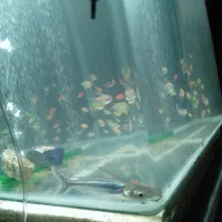 لطفا به آگهی دقت کنید