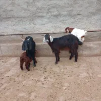 بز زاییده دو عدد