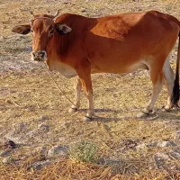 گاو