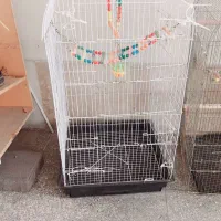 قفس پرنده عروس هلندی