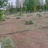 یونجه سیاه تازه