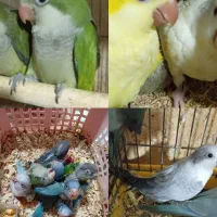 دنیای راهب