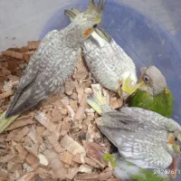 سخنگو