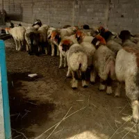 میش داشتی