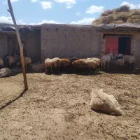 نیازمند یه چوپان