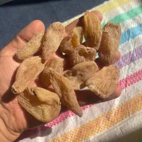 ثعلب،سالمه،چایی سلم