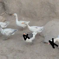 غاز قوغاز