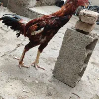 خروس لاری