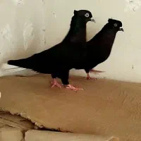 زاغ دم سفید جفتی وسینه زرد