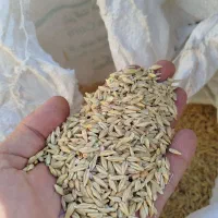 جو.|خوردنی و آشامیدنی|کوهدشت, |دیوار