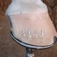 نعلبندی اسب