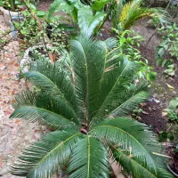 کل طبیعی