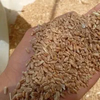 گندم|خوردنی و آشامیدنی|بلوک, |دیوار