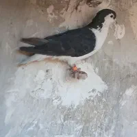 ۶ عدد کفتر صید