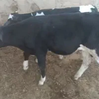 دو سوپر جنس بفروش می‌رسد