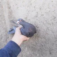 نر ماده کلاغ گوهک اصل کرمونی