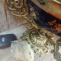 جوجه برهما ۳ هفته مرند قرسی یک هفته