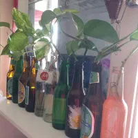 انواع گلهای طبیعی برگ بیدی الوراو گل نازگندمی