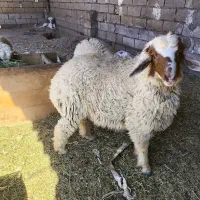 گوسفند