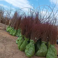 انواع ارقام نهال میوه و گردو در استان زنجان