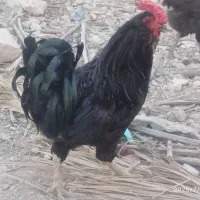 خروس محلی اصل