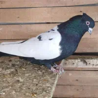 فروش کبوتر سینه ای