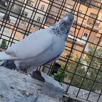 کفتر پاکستانی|پرنده|تهران, شهرک ابوذر|دیوار