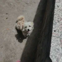 سگ بازیگوش ماده ۱ساله