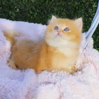 توله گربه بیریتیش لانگ هیر گلد
