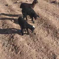 بره|حیوانات مزرعه|ماهدشت, |دیوار