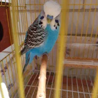 مرغ عشق انگلیسی گرید +B