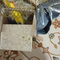 کوتوله برزیلی باقفس