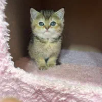 بریتیش بلک کلد