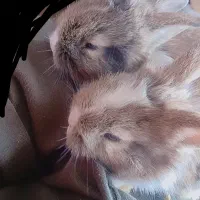 بچه خرگوش
