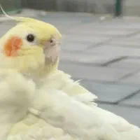 گمشده عروس هلندی سفید چهارراه چیت سازی روبروی سیلو