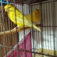 قناری|پرنده|ارومیه, |دیوار