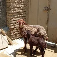 میش بره جوان