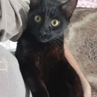 واگذاری رایگان