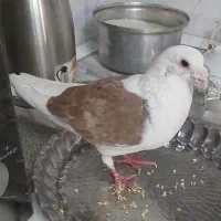 پشت سرخ نر