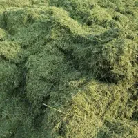 یونجه چین دوم