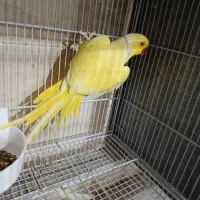 ملنگو کاسکو گرینچیک