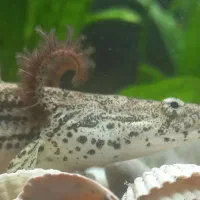 ماهی پلی تایگر