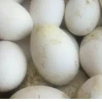 تخم قو غاز دو رگه