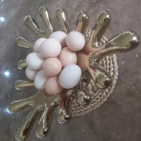 تخم مرغ محلی اورگانیک