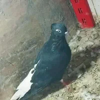 ماده‌ دم سفید