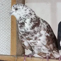 کبوتر پرشی یکجا تعویض با مرغ به صورت یکجا